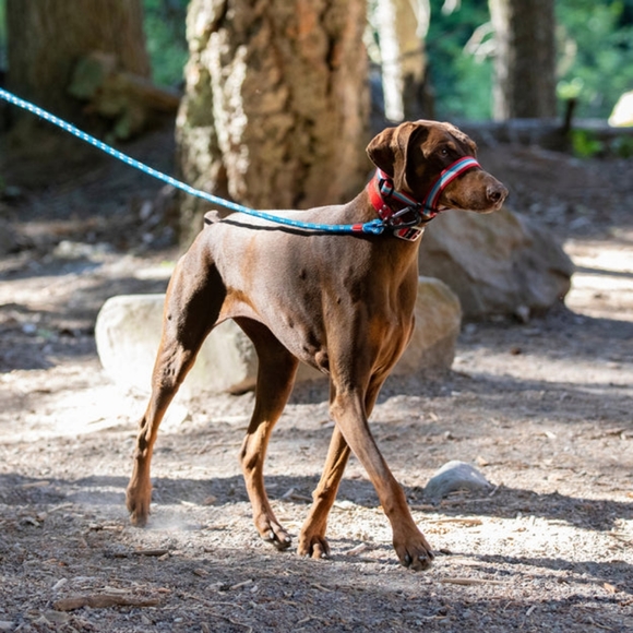 NEW Kurgo Walk About Head Halter for Dogs Size Medium Striped - Picture 4 of 12